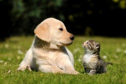 Kisah Para Zoophilia: Bercinta dengan Kuda, Kambing, dan Kucing