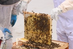 Pasukan Polisi Elite Skotlandia Hilangkan Stres Dengan Ternak Lebah