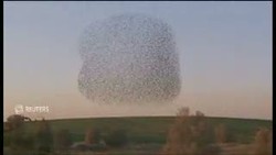 Memukau! Ratusan Ribu Burung Terbang Membentuk Formasi Menakjubkan