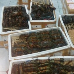 Meski Mahal, Kepiting Lunak Soka Asal Kaltim Laris di Tiongkok