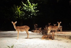 Ke Kebun Binatang Malam-malam di Singapura, Bisa!