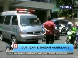 Komplotan Pencuri Angkut Sapi Menggunakan Ambulans