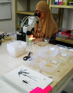 Penderita DBD di Jateng Terus Meningkat, Pemprov Galakkan Ronda Jentik