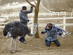 Dekati Burung Unta, Eunhyuk SuJu Pakai Sayap Palsu dan Berlutut Dekati Burung Unta, Eunhyuk SuJu Pakai Sayap Palsu dan Berlutut