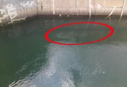 Tim Penyelamatan Hiu Paus 6 Ton yang Terperangkap di PTLU Paiton Dibentuk