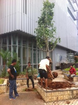 Tak Hanya di Waduk Ria-Rio, Pohon Baobab Kini Ada di Balai Kota DKI