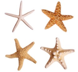 Inovasi Unik Krim Anti Penuaan, Terbuat dari Ekstrak Bintang Laut