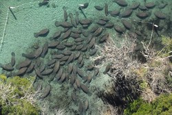 Diserbu Ikan Duyung, Perairan Florida Ditutup untuk Umum