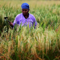 Ribuan Hektar Sawah Kebanjiran