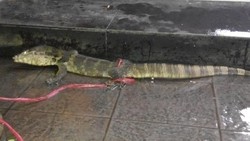 Warga Temukan Biawak di Tengah Banjir Kelapa Gading, Ini Penampakannya