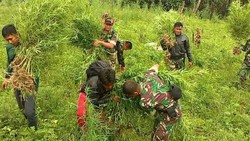 Personel Kodim Aceh Utara Temukan 13 Hektar Ladang Ganja di Perbukitan