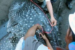 Luka Akibat Benda Tajam di Tubuh Hiu Paus yang Mati PLTU Paiton Diteliti