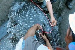 Kata Bos PLTU Paiton soal Hiu Paus: Kami Sudah Berupaya Maksimal