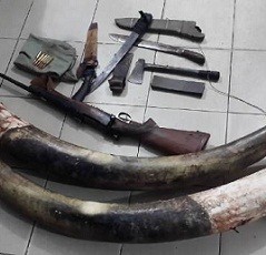 Polda Riau Tangkap 8 Orang Pemburu Gajah Liar