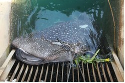 Begini Penampakan Hiu Paus Seberat 6 ton yang Terjebak di Kanal PLTU paiton