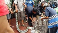 Ular Piton 4 Meter Ini Ditemukan Warga di Lokasi Banjir Manggarai