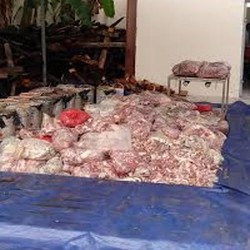 9 Ton Lebih Daging Celeng Dimusnahkan di Cilegon