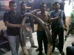 Polda Riau Kembali Sita 6 Gading Hasil Perburuan Liar