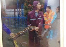 Saat Banjir, Anggota Satpas SIM Sempat Temukan Ular Piton 6 Meter