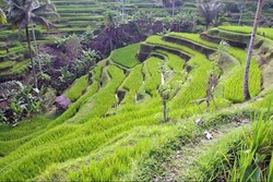 Bukit Campuhan & 4 Destinasi Keren Tur 1 Hari di Ubud