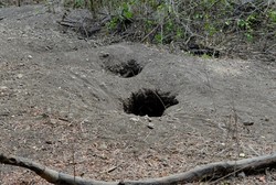 Begini Bentuk Sarang Si Naga Purba