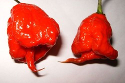 Berani Coba? Ini Dia Cabai Terpedas di Dunia! (1)