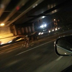 Kuda Lepas Masuk ke Jalan Tol Kebon Jeruk