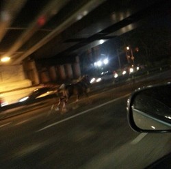 Cerita Polisi yang Kejar Kuda Masuk ke Jalan Tol Kebon Jeruk