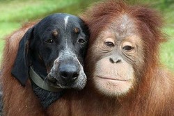 Pesan Tersembunyi Google di Balik Iklan Baru Android