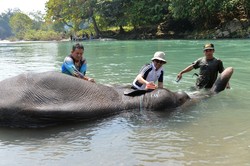 Gubernur Sumut Mandikan Gajah di Tangkahan, Sumut