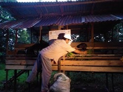 Cerita Buruh Serabutan di Kalbar yang Ubah Nasib dengan Ternak Kambing