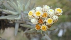 Mencari yang Abadi di Gunung Gede