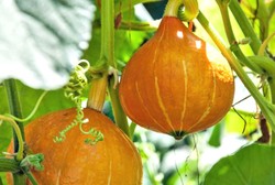 Rats Tail dan Rampicante Tromboncino, Sayuran Unik yang Tak Lazim Ditanam