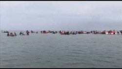 Ratusan Paus Terdampar