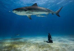 Mungkin, Inilah Foto-foto Freediving Paling Keren di Dunia