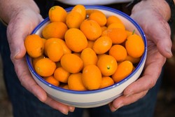 Manisan Jeruk dan Biji Teratai, Lambangkan Keberuntungan dan Kesuburan