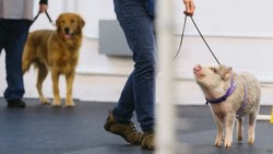 Bila Seekor Babi Ikut Pelatihan Khusus Anjing