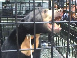 Beruang yang Berkeliaran di Pekanbaru Akhirnya Berhasil Ditangkap