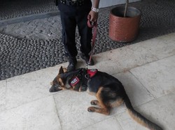 2 Anjing Herder Pengendus Narkoba Kini Setia Berpatroli di Gedung DPR