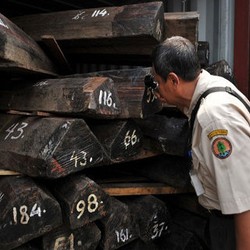 Masalah Kayu di Indonesia, dari Penyelundupan Hingga Kartel Harga