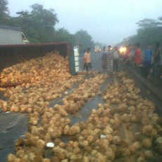Truk Muat Kelapa Terguling di KM 34.200 Porong Arah Sidoarjo