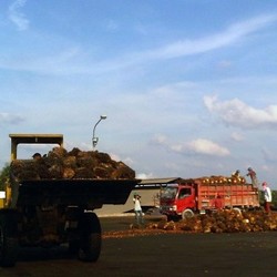 Tak Hanya Batu Bara, Bisnis Sawit Juga Masih Lesu