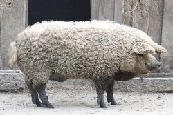 Mangalitsa, Babi Berbulu Lebat Mirip Domba dari Hungaria