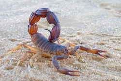 Disangka Tersengat Kalajengking, Balita 17 Bulan Ternyata Telan Narkoba