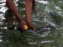 Serunya Main Bersama Belut Jumbo di Wisata Air Waiselaka Maluku