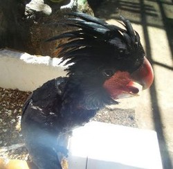 Polisi Tangkap Penjual Satwa Langka, Rangkong dan Kucing Hutan Diamankan