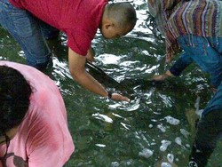 Main-main dengan Belut Jumbo di Maluku