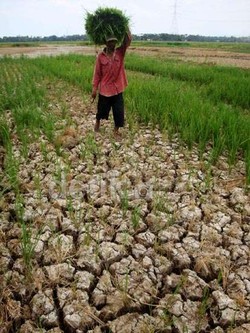 Harga Beras di Pasar Naik Tinggi, Petani Untung?