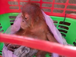 Bayi Orangutan ini Dibanderol Rp 50 Juta oleh Pedagang Satwa di Facebook