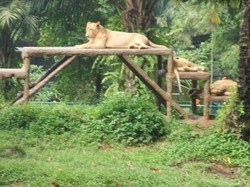 Bertemu Singa di Jakarta